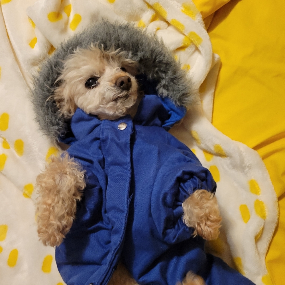 Doggie winter coat with faux fur rimmed hood